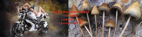стаф Баксан